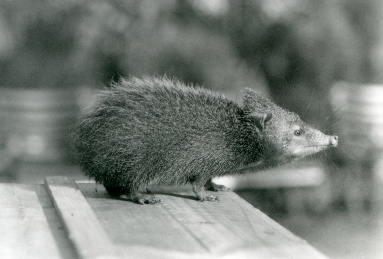 Ein Tenrek im Londoner Zoo im Jahr 1929 von Frederick William Bond
