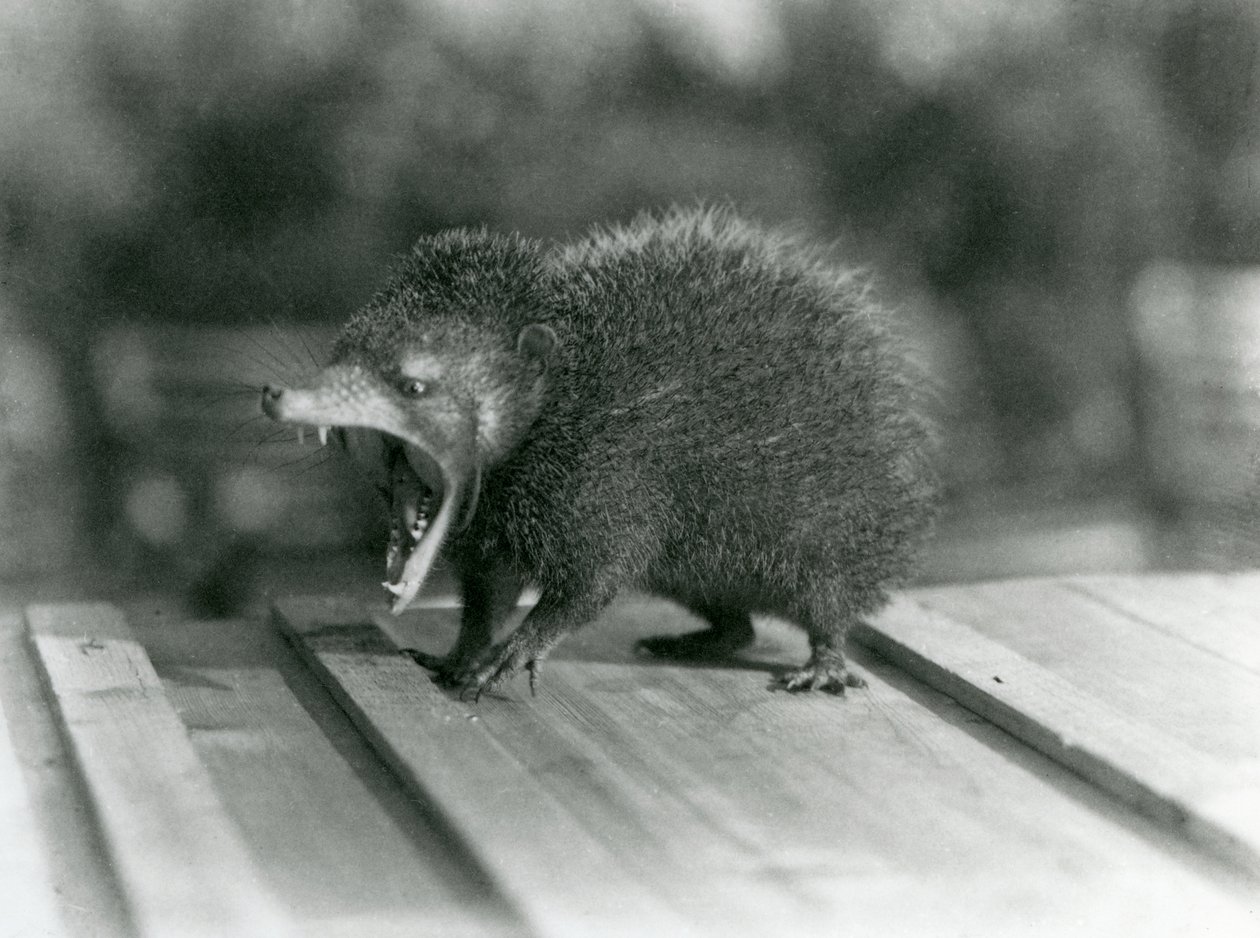 Ein Tenrek mit offenem Maul, das seine weite Kluft und scharfen Zähne zeigt, Londoner Zoo von Frederick William Bond