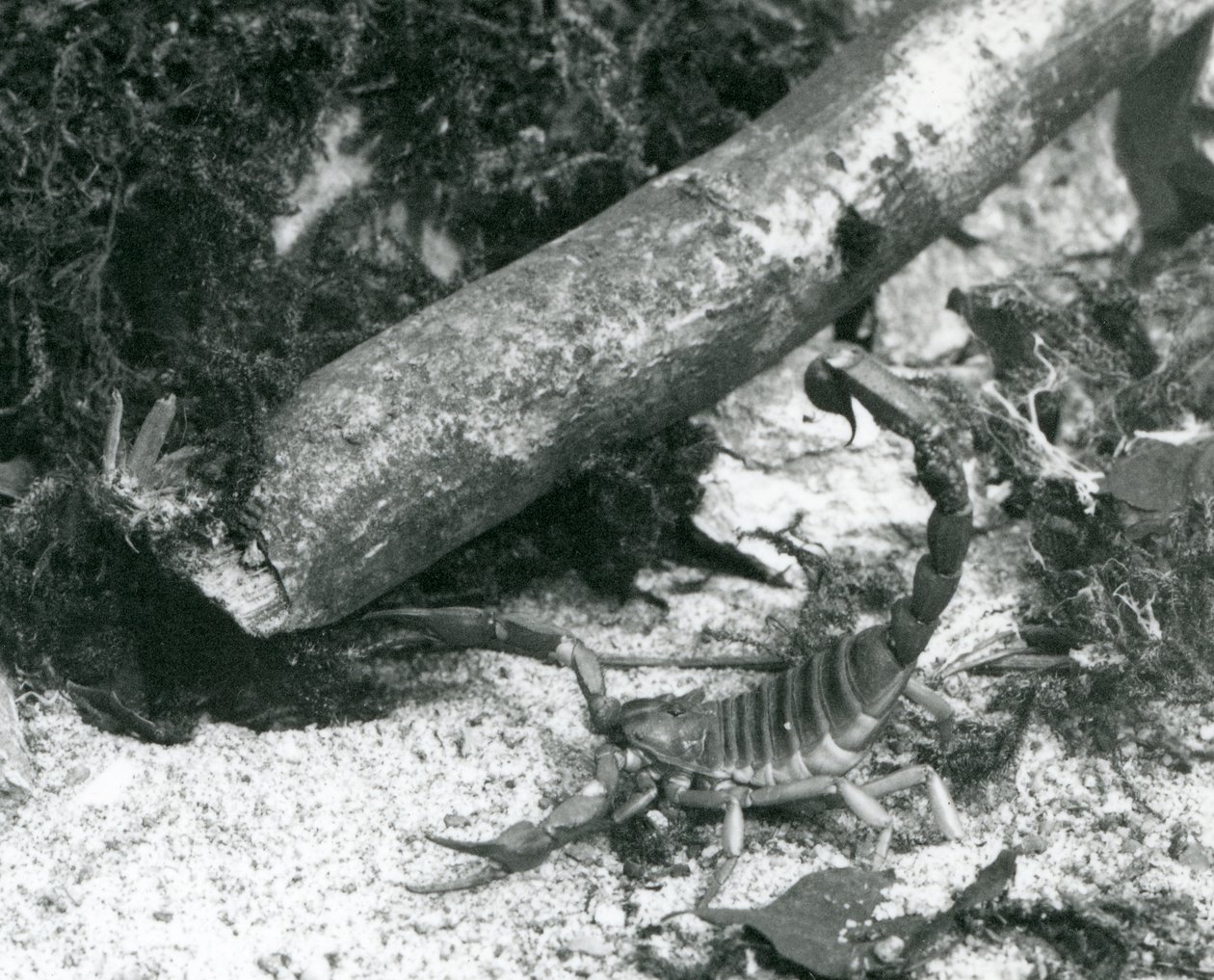 Ein Texas-Skorpion im Londoner Zoo im Jahr 1928 von Frederick William Bond