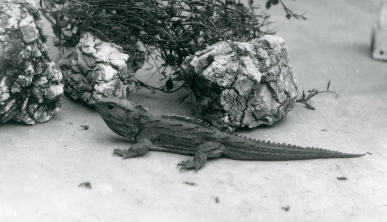 Ein Tuatara im Londoner Zoo, 1927 von Frederick William Bond