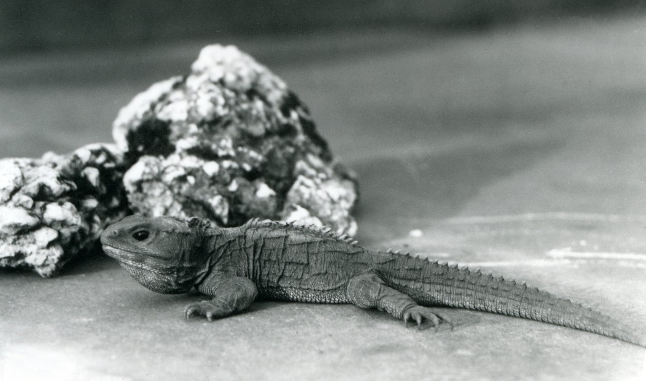 Ein Tuatara, der vor einem Felsen liegt, im Londoner Zoo 1928 von Frederick William Bond
