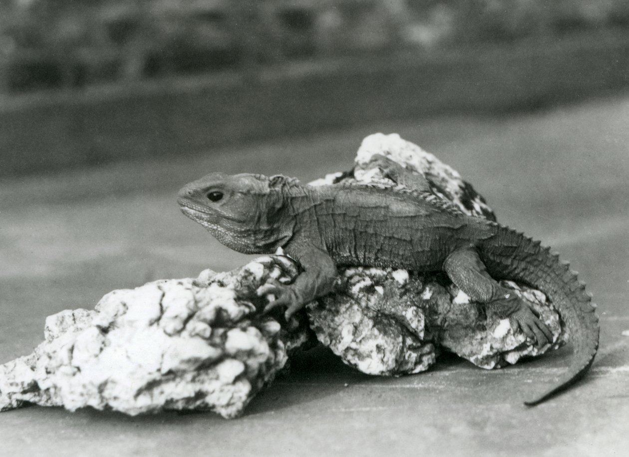 Ein Tuatara, liegend auf einem Felsen, im London Zoo im Jahr 1929 (s/w Foto) von Frederick William Bond