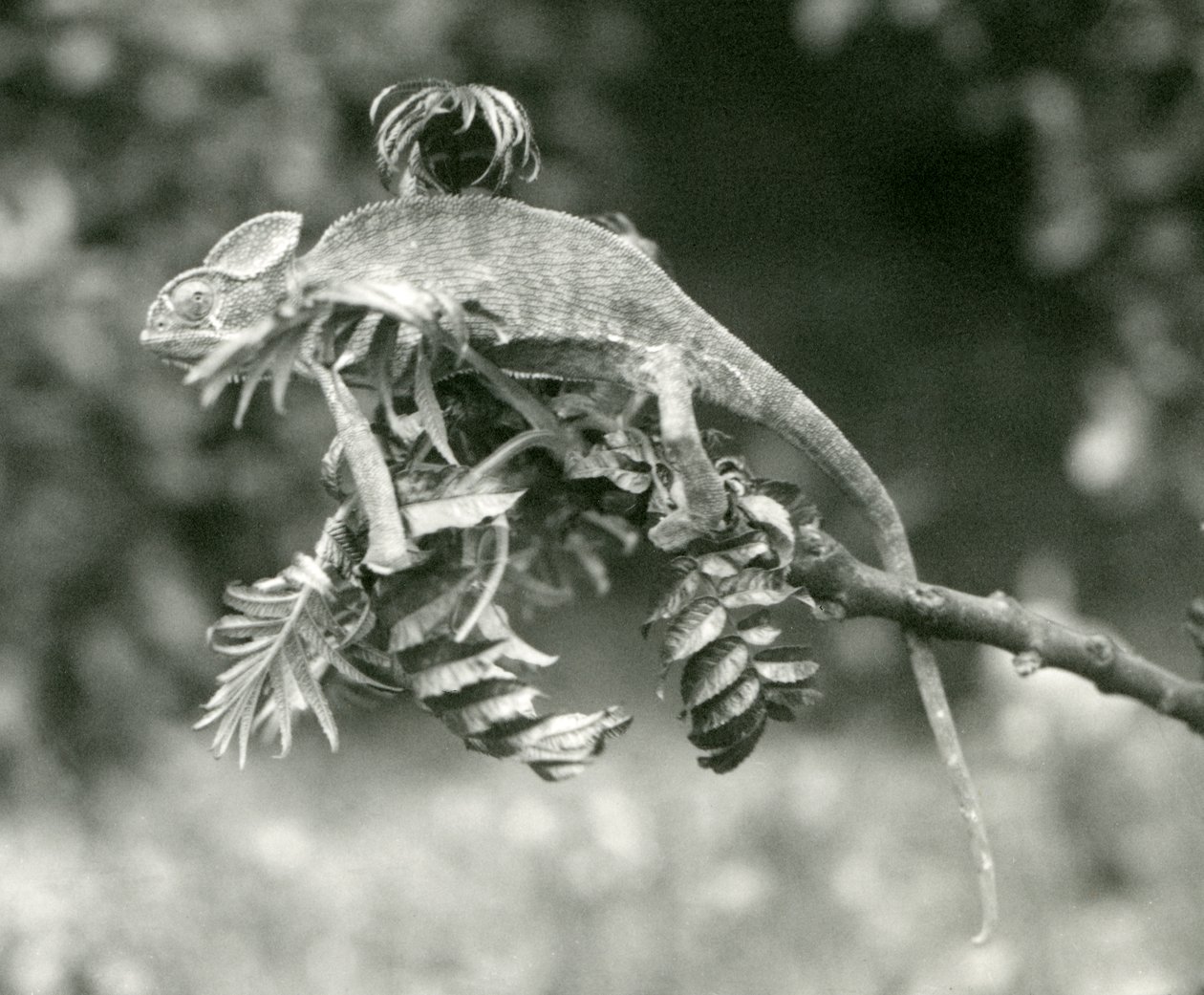 Ein verschleierter oder Jemen-Chamäleon am Ende eines belaubten Zweigs im London Zoo, Juni 1924 von Frederick William Bond