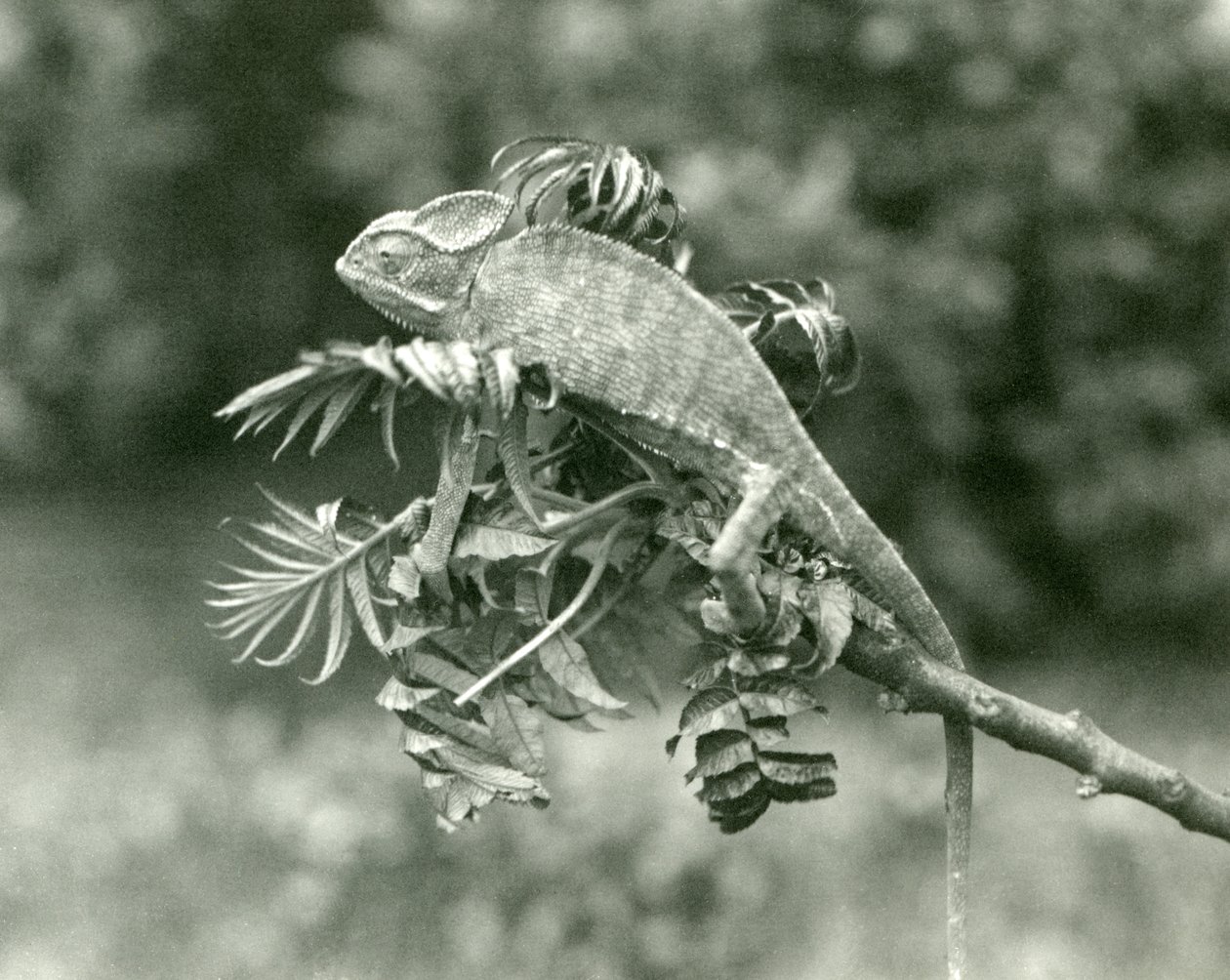 Ein verschleierter oder Jemen-Chamäleon am Ende eines belaubten Zweigs im London Zoo, Juni 1924 von Frederick William Bond