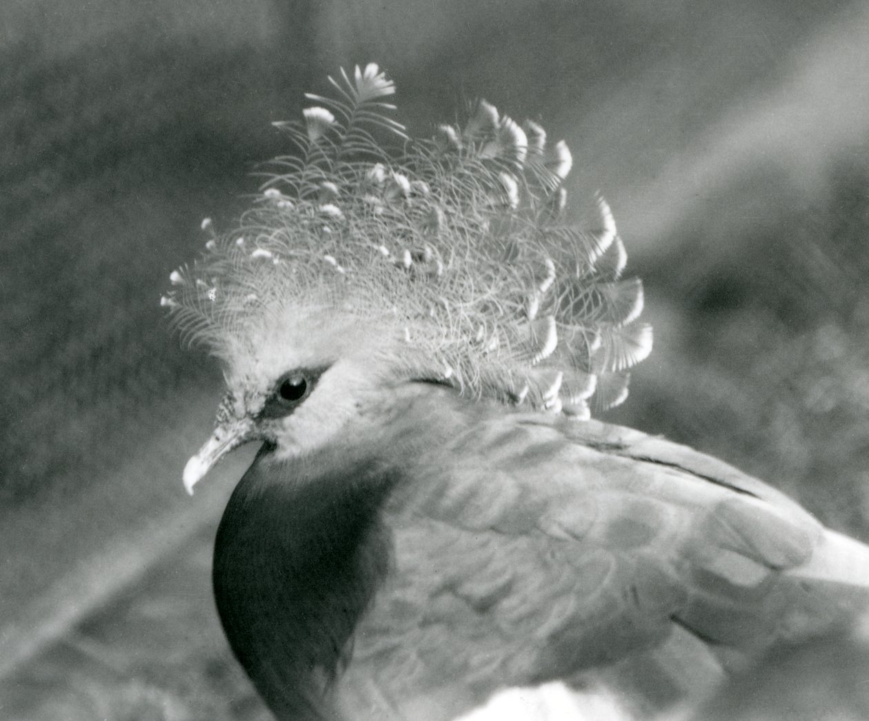 Eine Victoria-Krontaube im Londoner Zoo, September 1927 von Frederick William Bond
