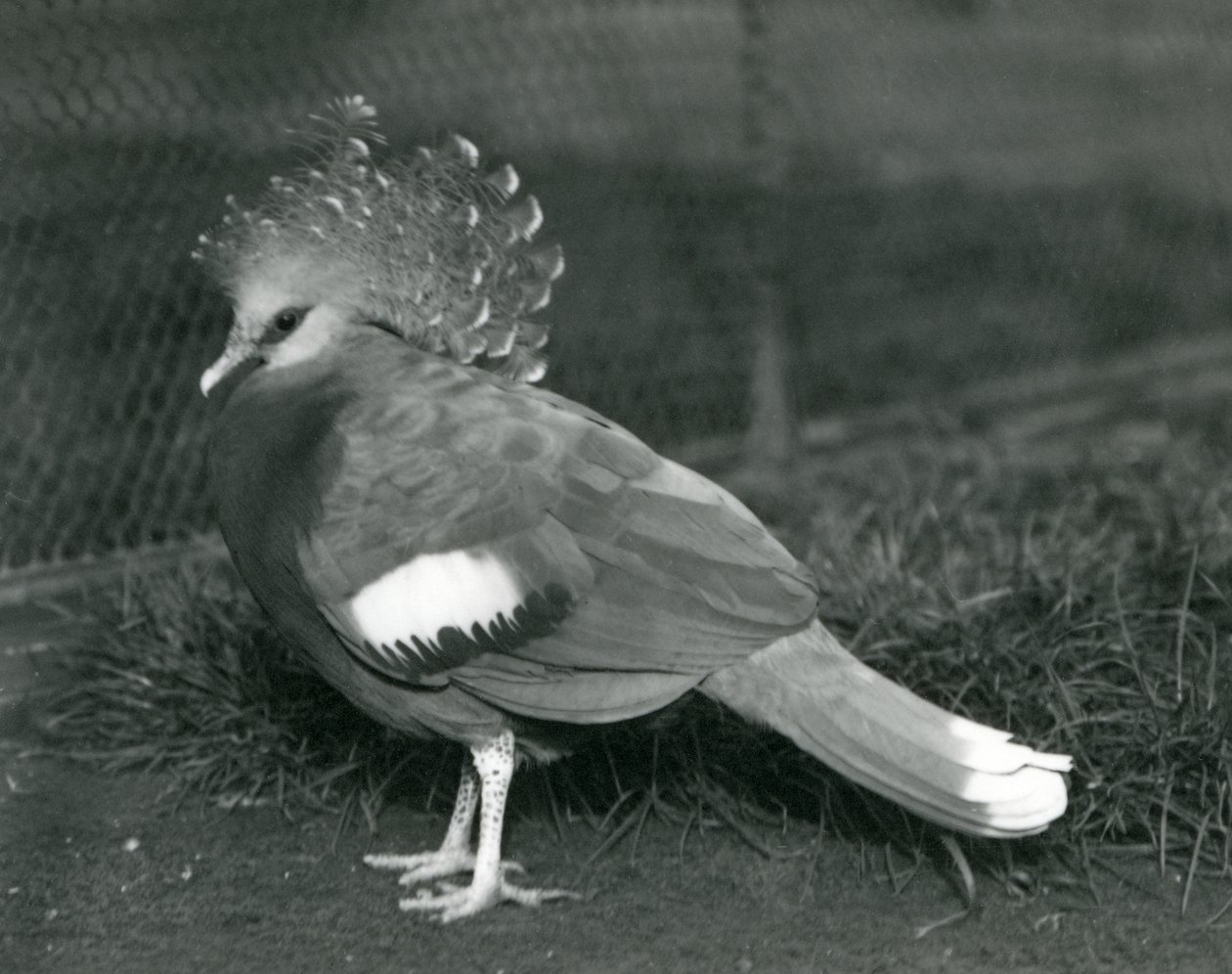 Eine Victoria-Krontaube steht auf dem Boden im Londoner Zoo, September 1927 von Frederick William Bond