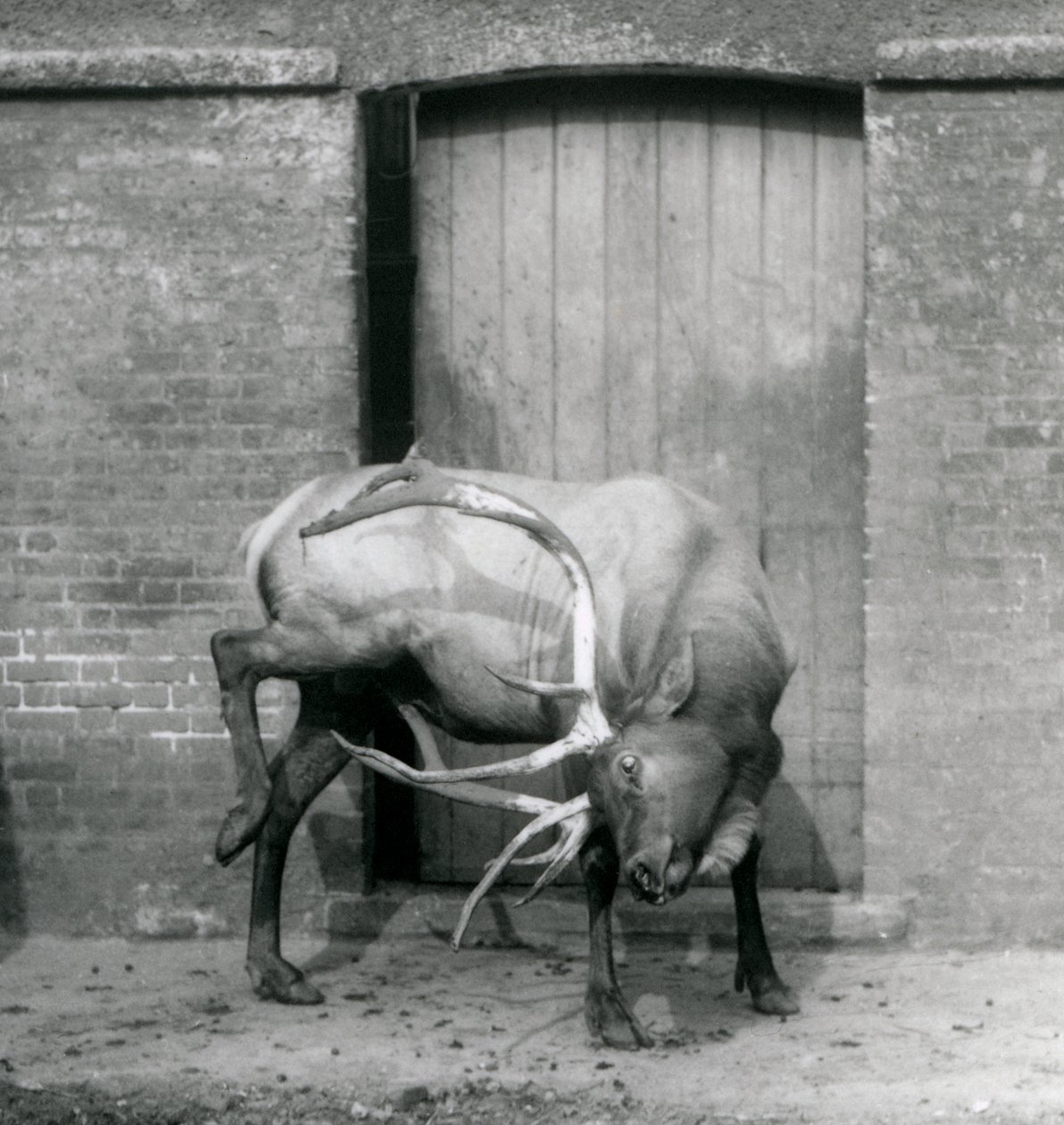 Ein Wapiti-Hirsch steht in seinem Gehege im Londoner Zoo im September 1927 von Frederick William Bond