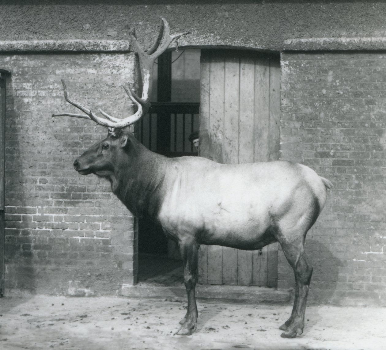 Ein Wapiti-Hirsch steht in seinem Gehege im Londoner Zoo im September 1927 von Frederick William Bond