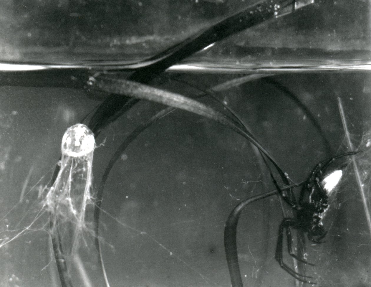 Eine Wasserspinne und ihre Luftglocke unter Wasser, Londoner Zoo, Oktober 1925 von Frederick William Bond