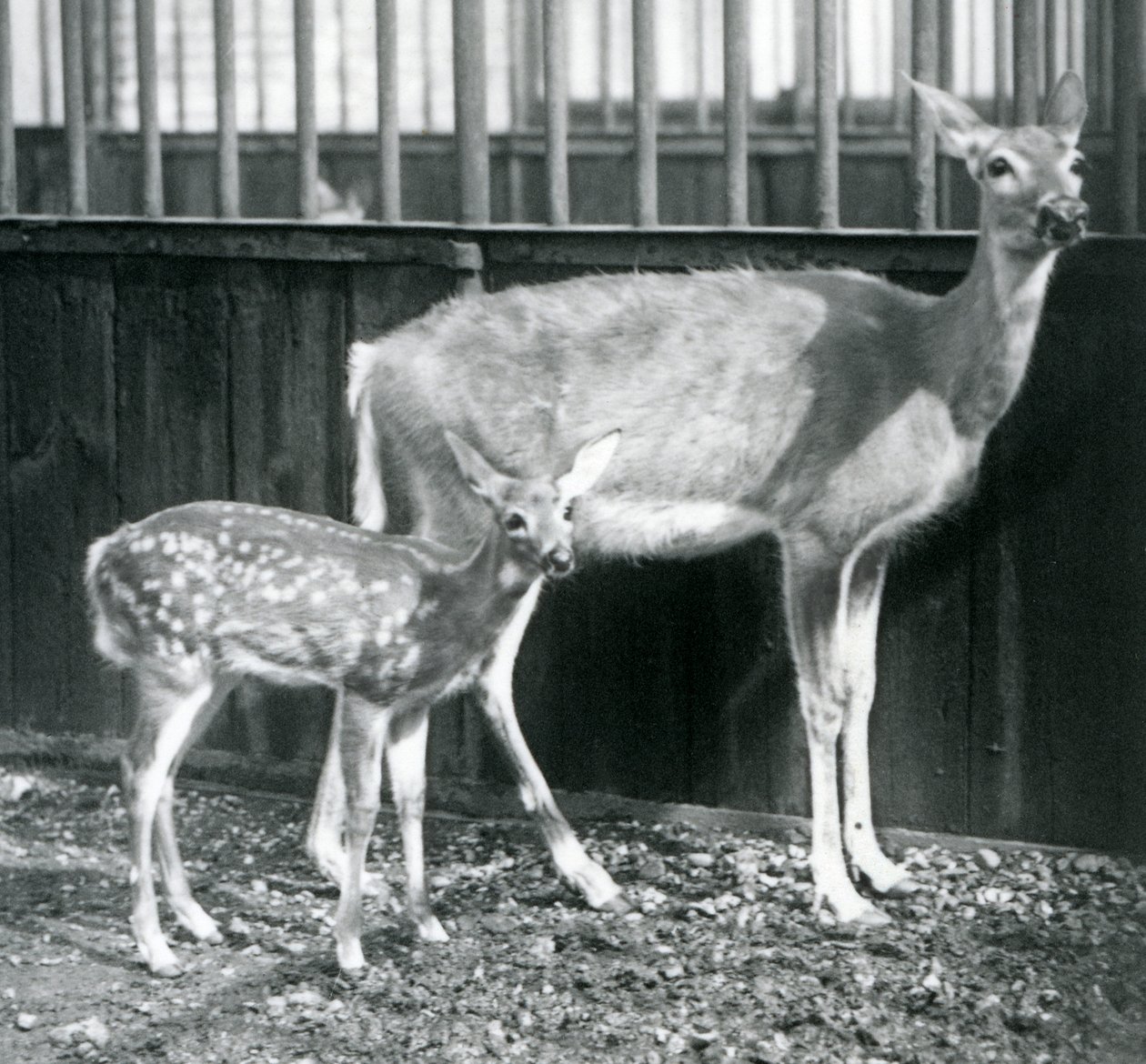 Ein Weißwedelhirsch mit ihrem Kitz im Londoner Zoo im August 1927 von Frederick William Bond
