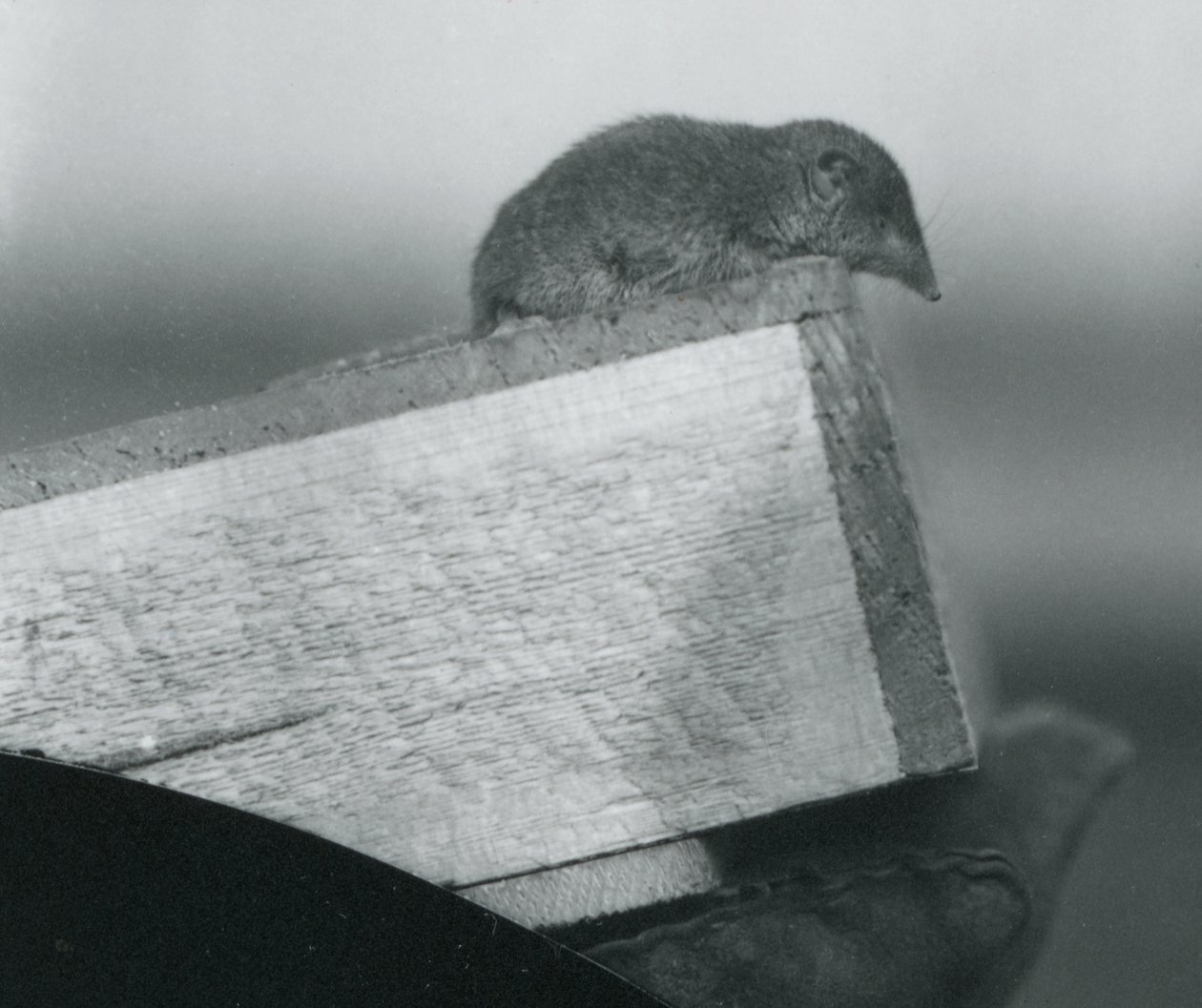 Ein Weißzahnspitzmaus im Londoner Zoo, April 1917 von Frederick William Bond
