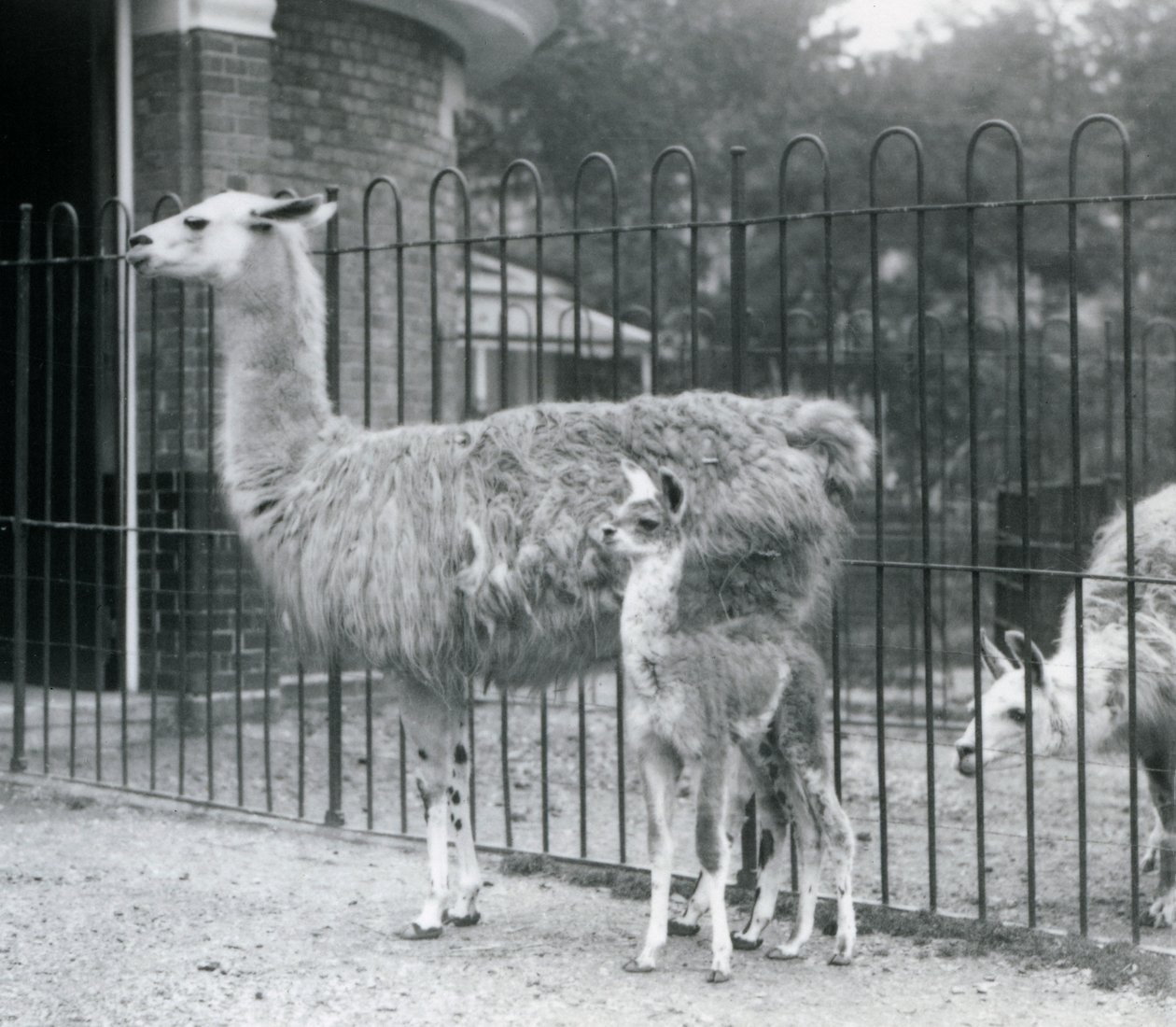 Ein Baby-Lama oder Cria mit seiner Mutter im Londoner Zoo, 1926 von Frederick William Bond