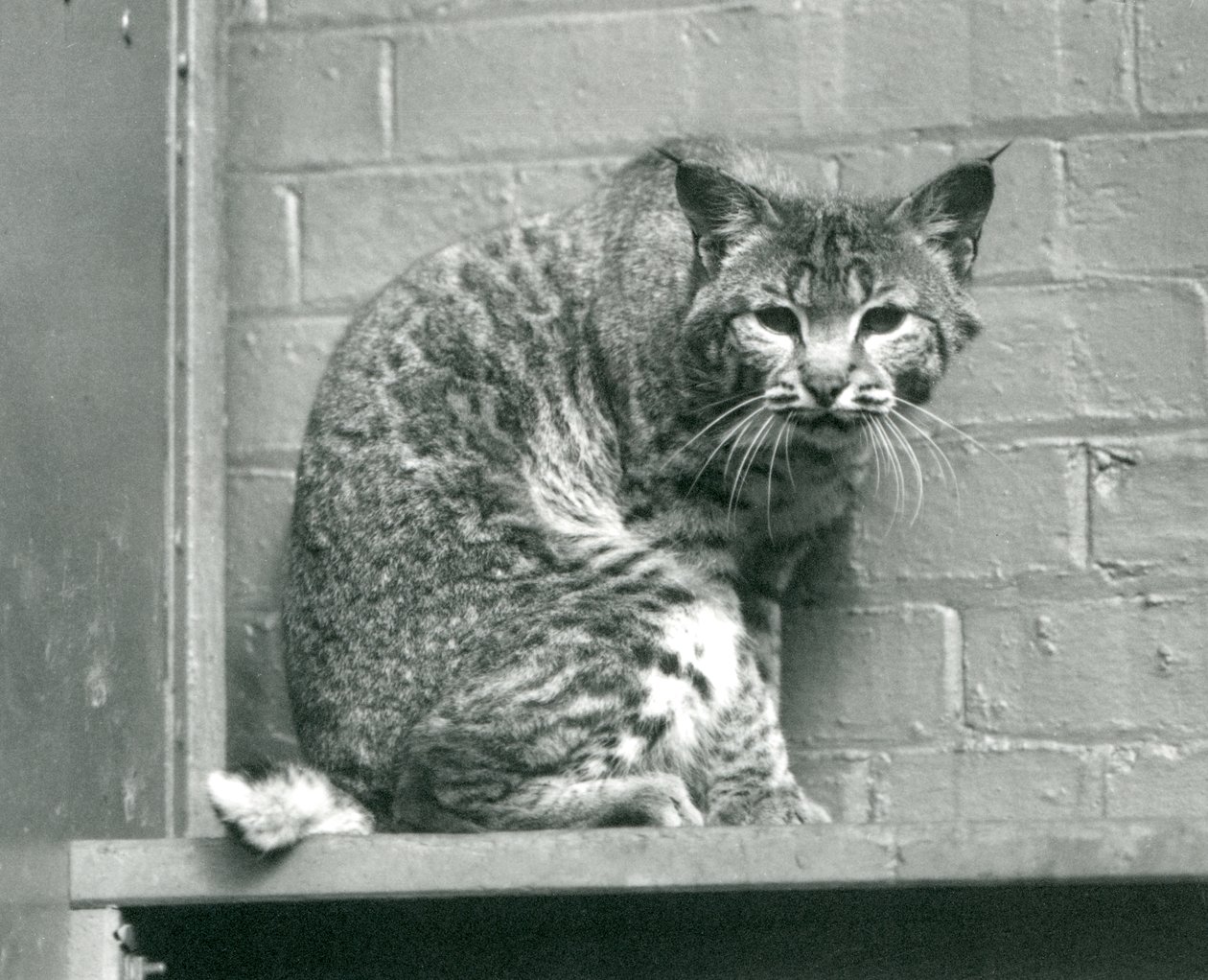 Ein Rotluchs, der von einem Vorsprung in seinem Gehege hinunterschaut, Londoner Zoo, März 1925 von Frederick William Bond