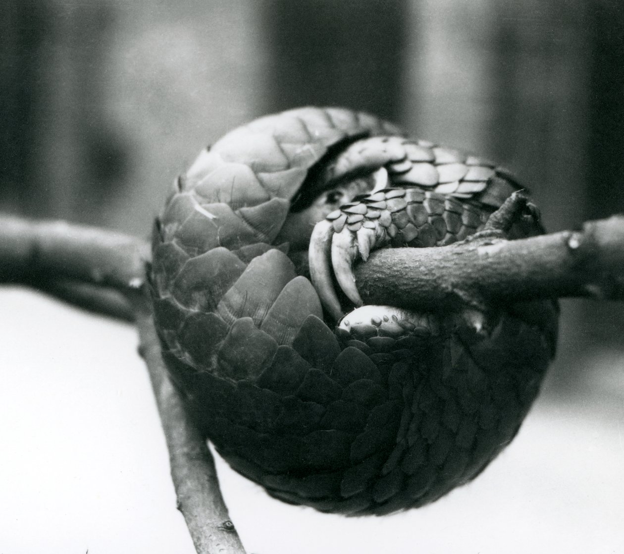 Ein vom Aussterben bedrohter Chinesischer Schuppentier, der sich um einen horizontalen Ast windet, Londoner Zoo, vor 1930 von Frederick William Bond