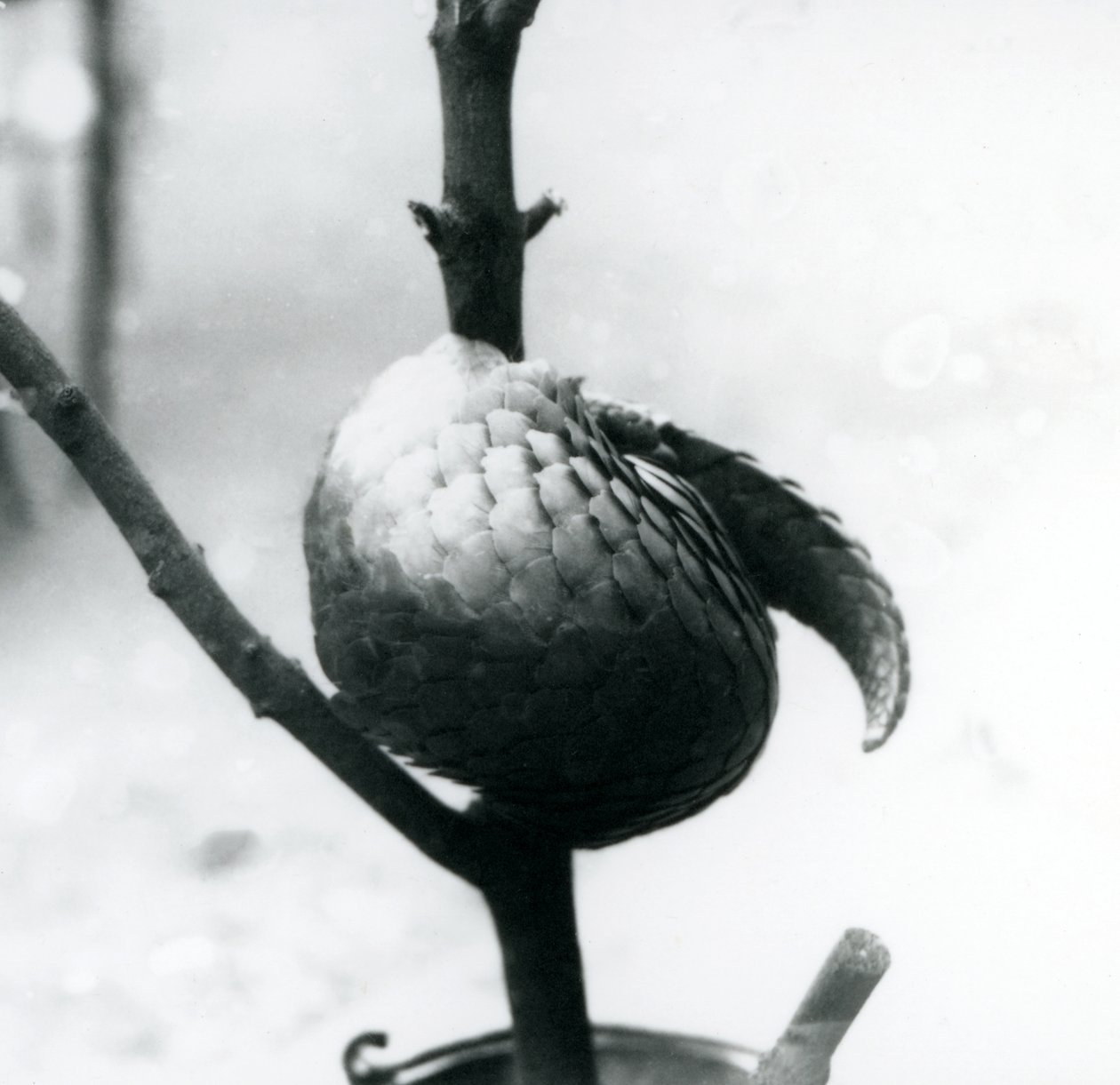 Ein kritisch gefährdeter Chinesischer Schuppentier, der sich um einen vertikalen Ast windet, Londoner Zoo, Juli 1925 von Frederick William Bond