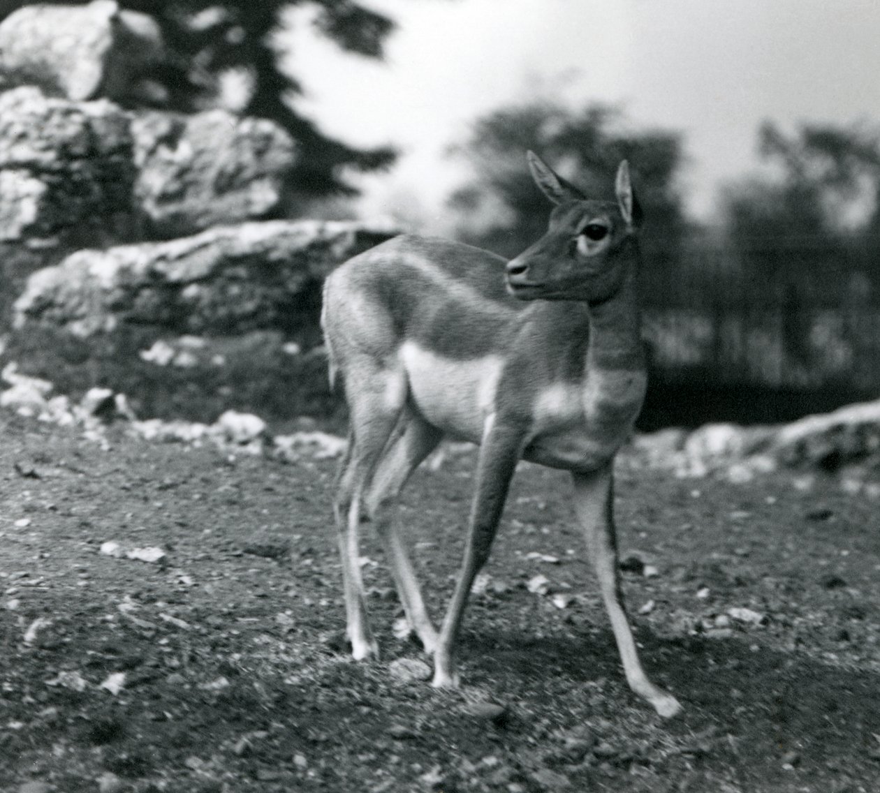 Eine weibliche Schwarzbock-Antilope im Londoner Zoo 1924 von Frederick William Bond