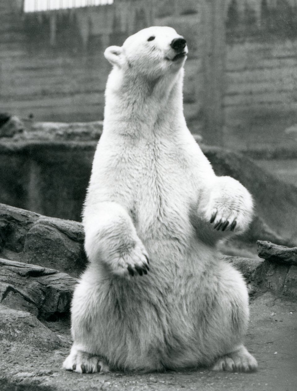 Ein weiblicher Eisbär sitzt auf ihren Hinterbeinen auf den Mappin Terrassen im London Zoo, September 1928 von Frederick William Bond