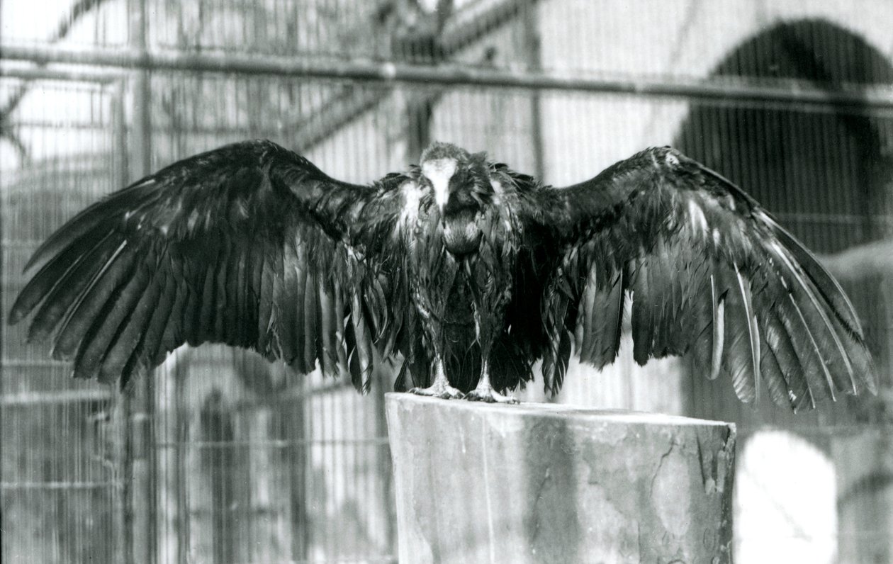 Ein Kapgeier, der auf einem Baumstamm mit ausgebreiteten Flügeln steht und einen Aprilregen im Londoner Zoo genießt (vor 1930) von Frederick William Bond