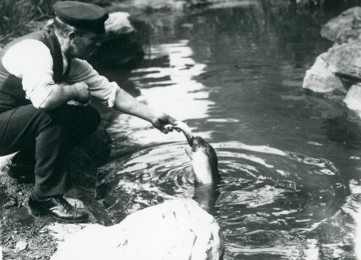 Ein Wärter füttert einen jungen Kapuzenrobben im Londoner Zoo, Juni 1914 von Frederick William Bond