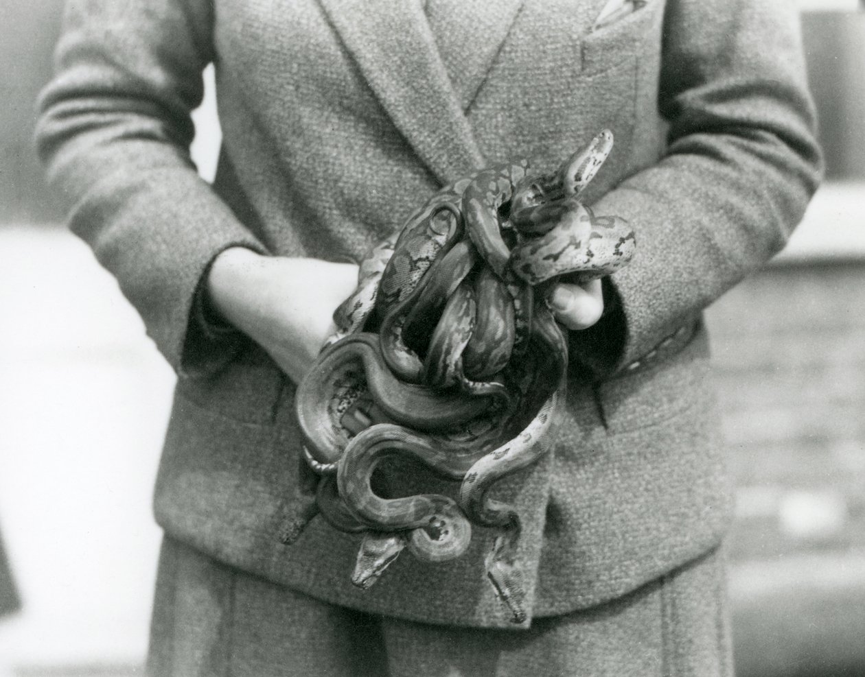 Ein Pfleger hält einen Knoten junger Königspythons im Londoner Zoo im Jahr 1931 von Frederick William Bond