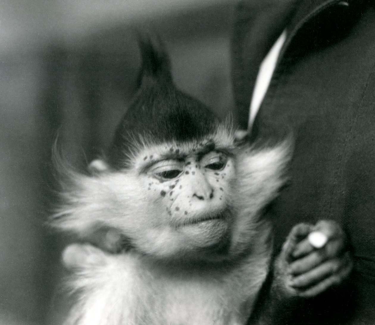 Ein Wärter hält Freckles, einen Schwarzgekrönten oder Kongo-Mangaben, Londoner Zoo, 1924 von Frederick William Bond