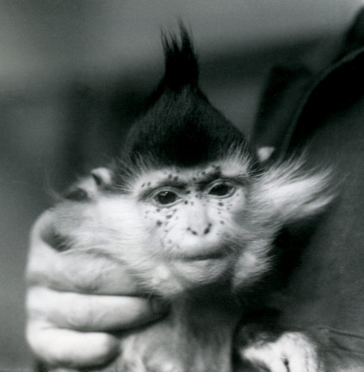 Ein Wärter hält Freckles, einen Schwarzgekrönten oder Kongo-Mangaben, Londoner Zoo, 1924 von Frederick William Bond