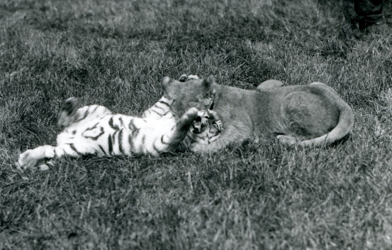 Ein Löwen- und ein Tigerjunges ringen auf dem Gras, London Zoo, September 1925 von Frederick William Bond