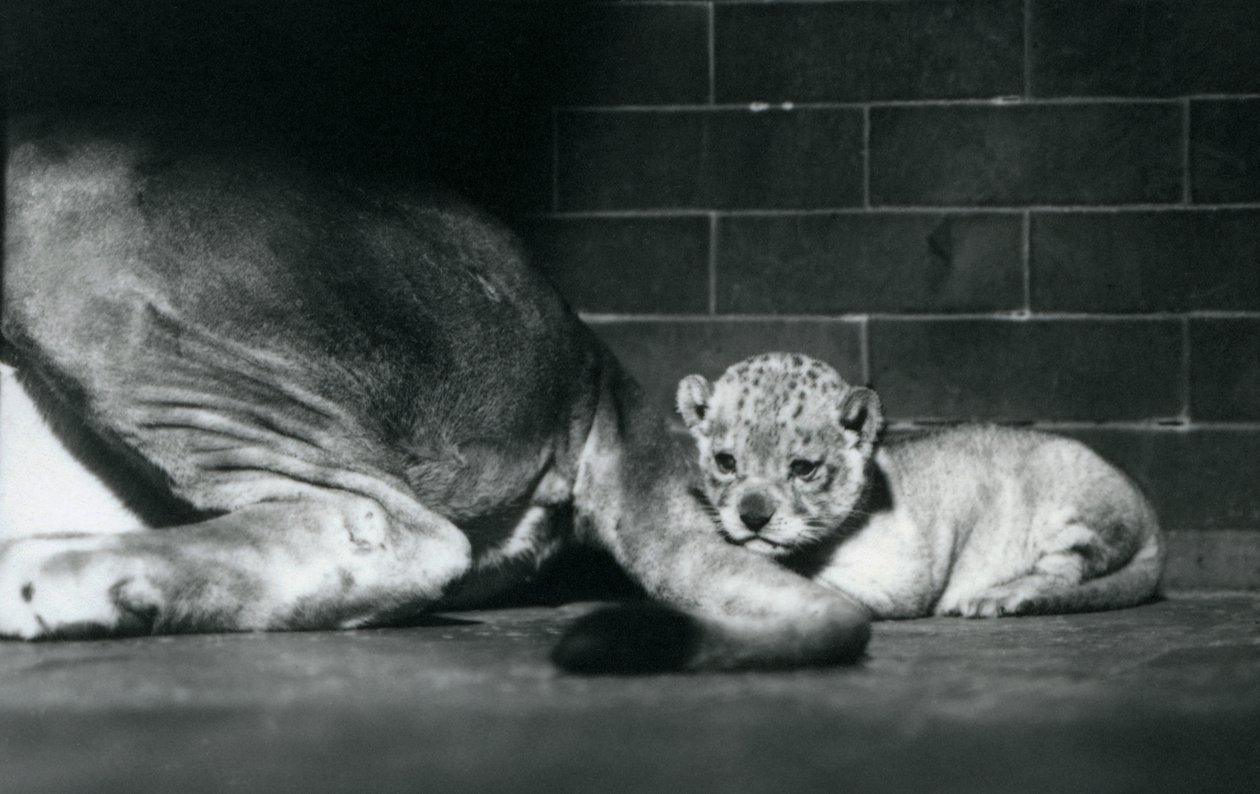 Ein Löwenjunges liegt hinter dem Schwanz seiner Mutter, Londoner Zoo, Oktober 1925 von Frederick William Bond