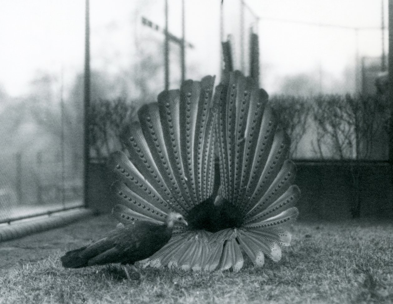 Ein männlicher Argusfasan, Balzdisplay, mit einem Weibchen neben ihm, London Zoo, Januar 1926 von Frederick William Bond