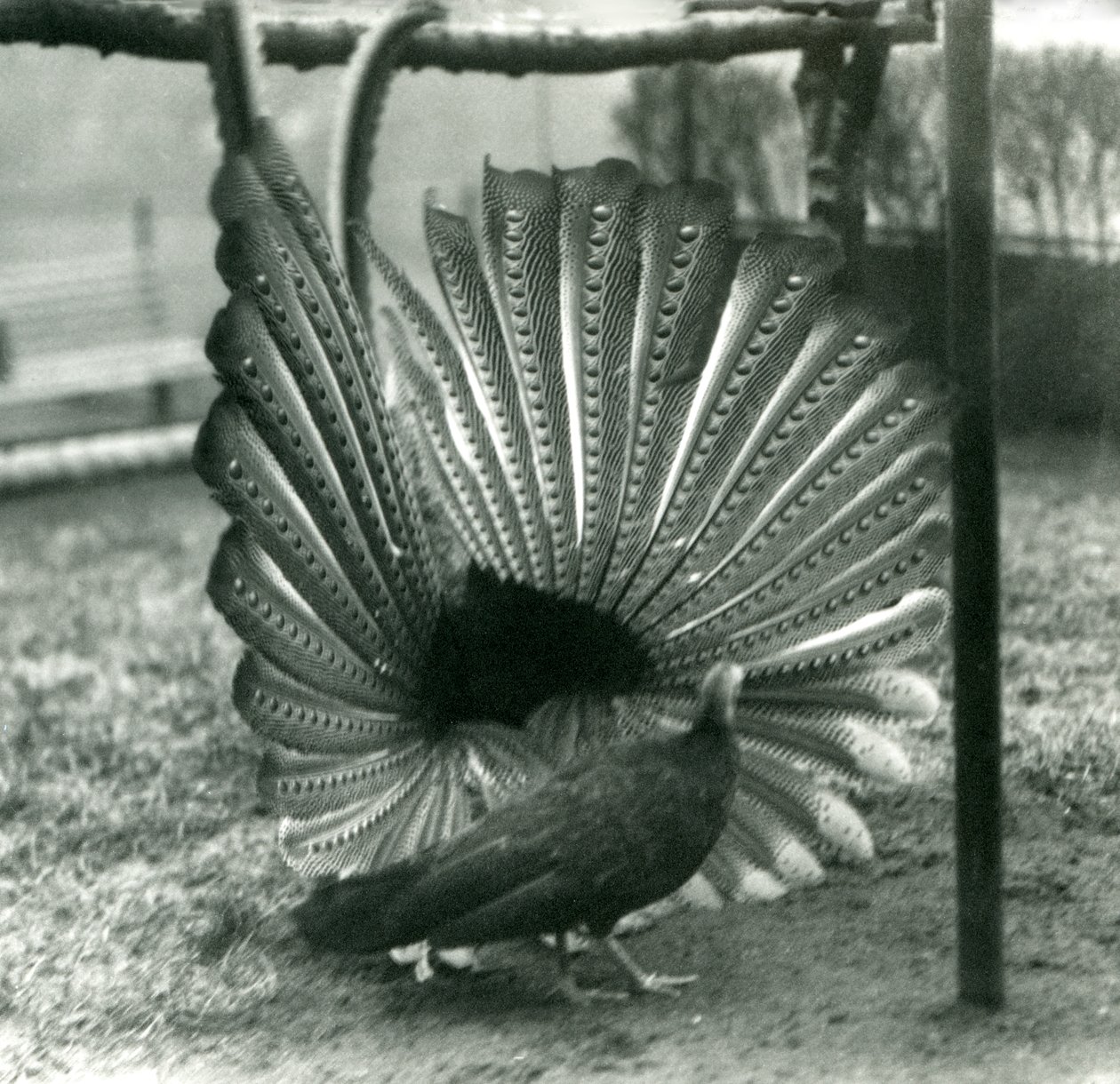 Ein männlicher Argusfasan, Balzdisplay, mit einem Weibchen neben ihm, London Zoo, Januar 1926 von Frederick William Bond