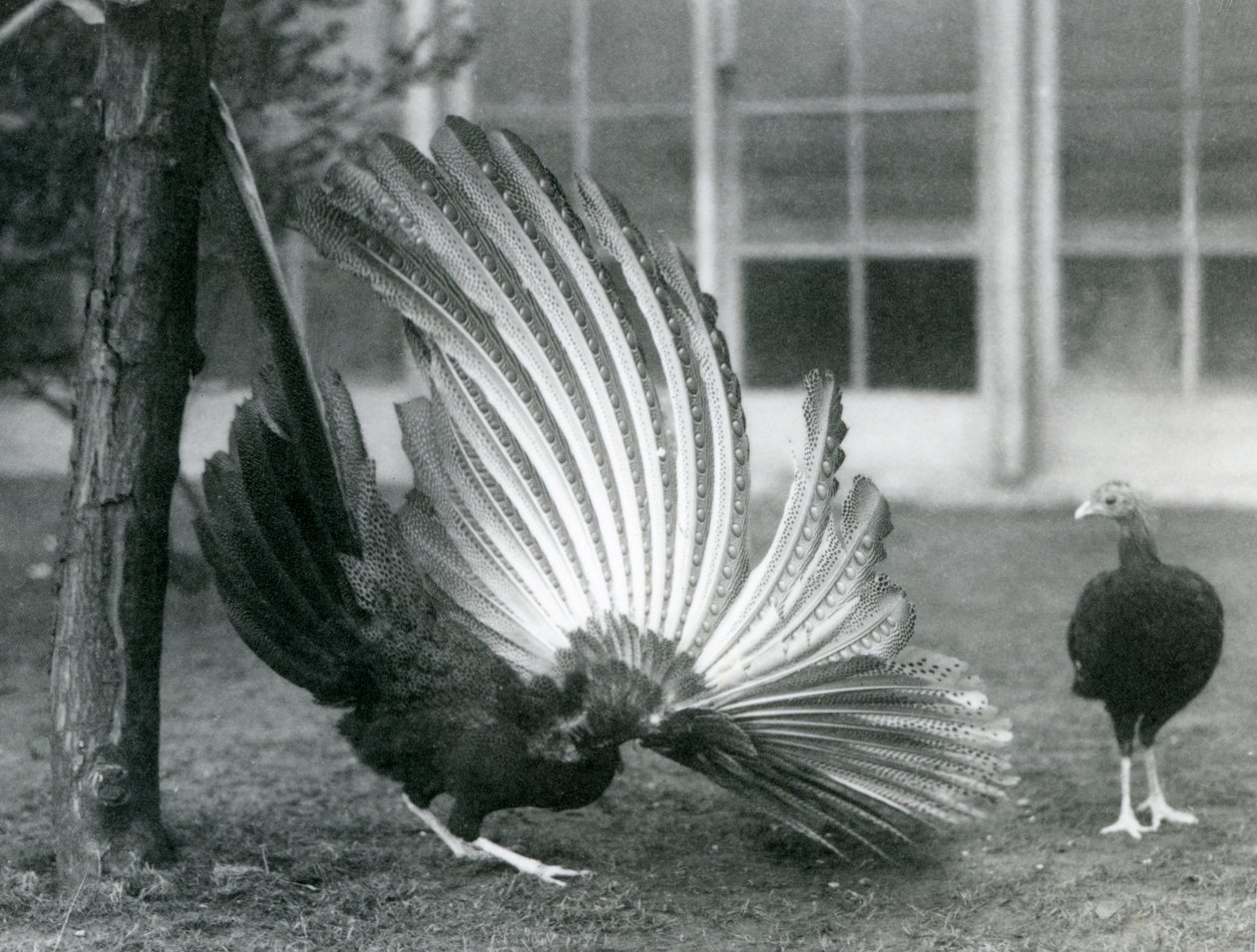 Ein männlicher Argusfasan, oder Großer Argus, zeigt seine Flügel- und Schwanzfedern, während ein Weibchen vor ihm steht, London Zoo, Januar 1926 von Frederick William Bond