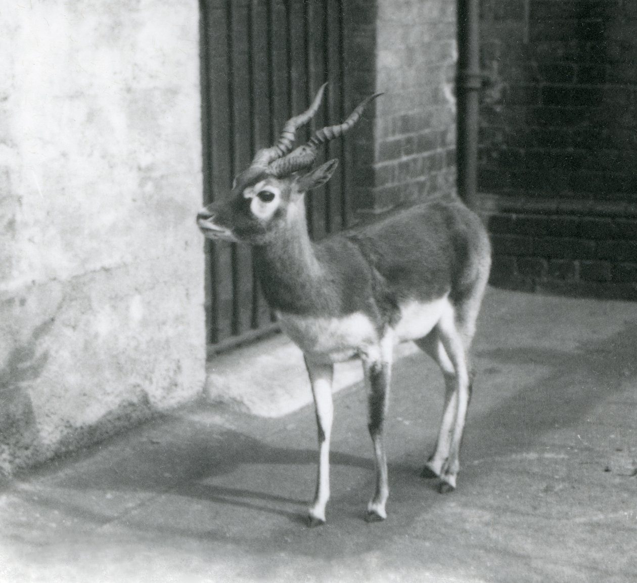 Ein männlicher Schwarzbock steht in seinem Gehege im Londoner Zoo im Juni 1925 von Frederick William Bond