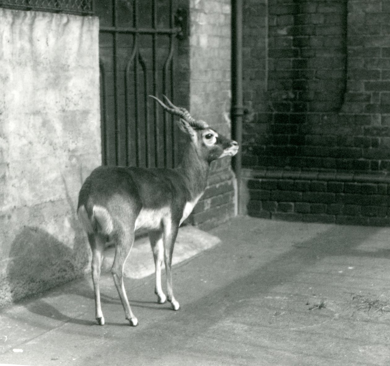 Ein männlicher Schwarzbock steht in seinem Gehege im Londoner Zoo im Juni 1925 von Frederick William Bond