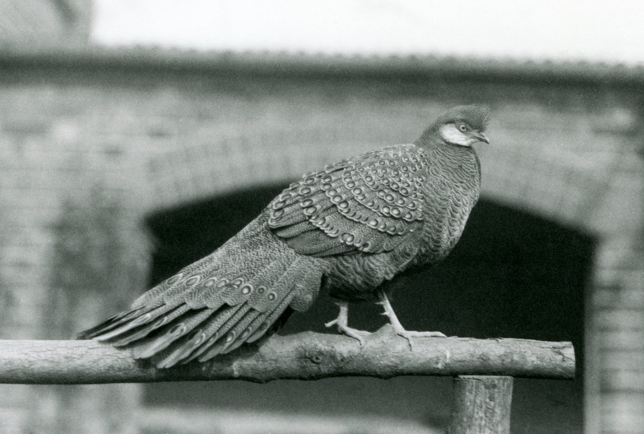 Ein männlicher Grauer Pfauenfasan steht 1931 auf seiner Stange im Londoner Zoo (s/w Foto) von Frederick William Bond