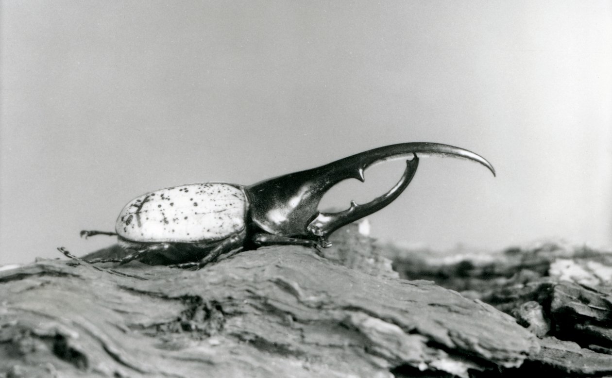 Ein männlicher Herkuleskäfer ruht auf Rinde im Londoner Zoo von Frederick William Bond