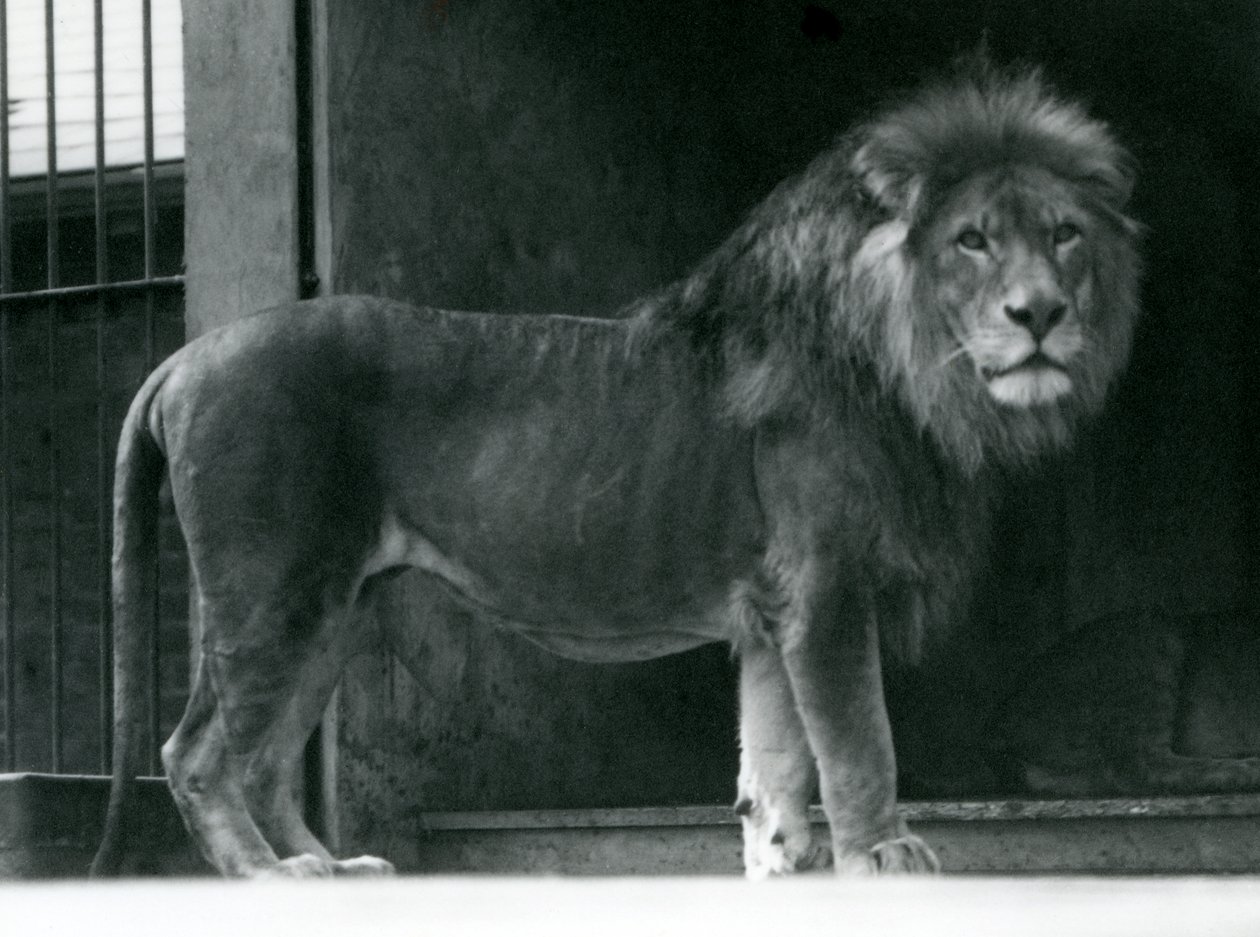 Ein männlicher Löwe im Londoner Zoo, Juni 1924 von Frederick William Bond