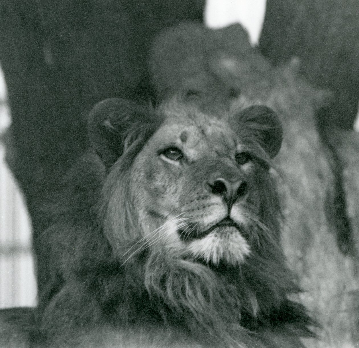 Ein männlicher Löwe im Londoner Zoo im Jahr 1929 von Frederick William Bond