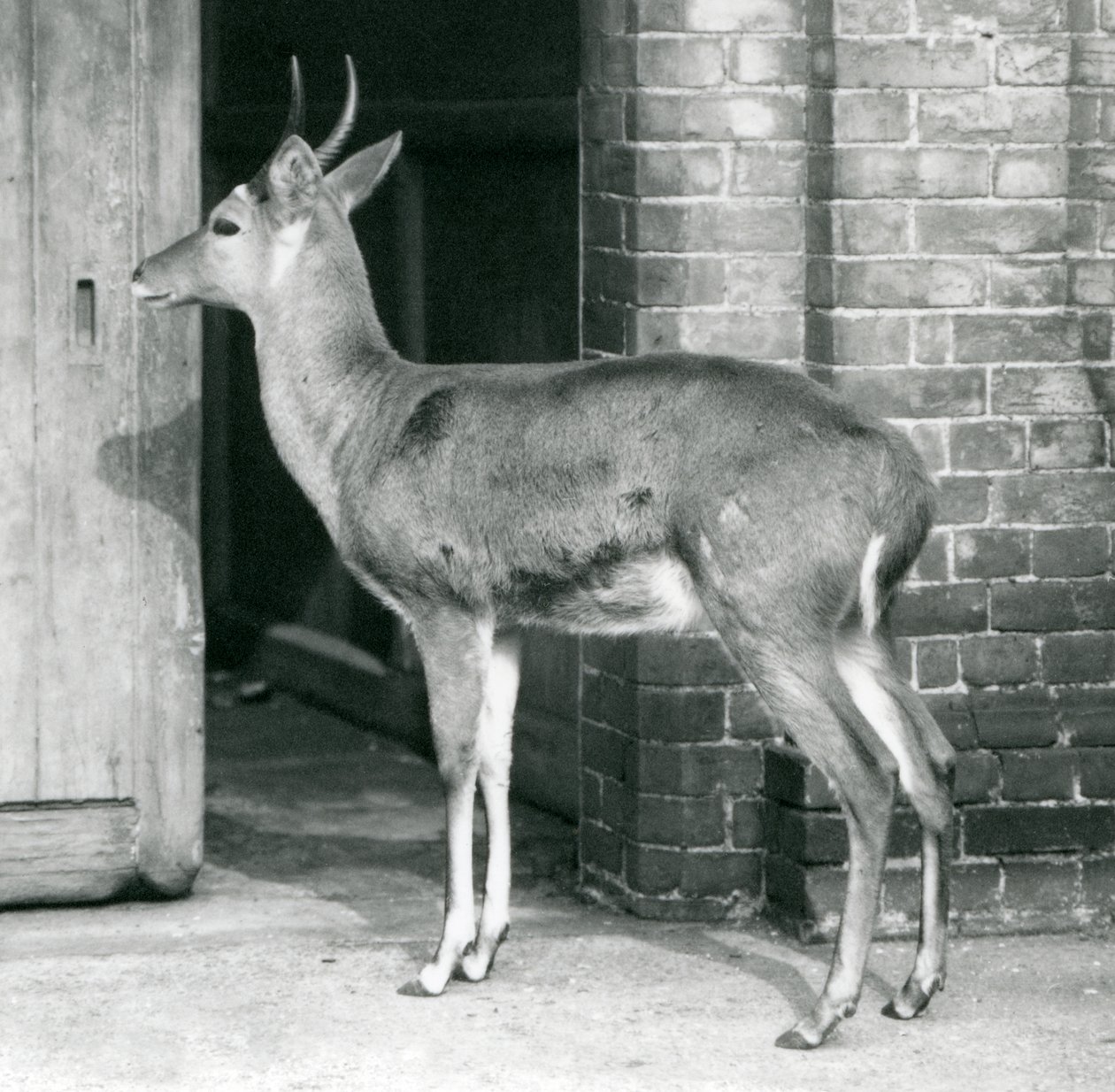 Ein männlicher Südlicher Schilfbock steht an der Tür des Antilopenhauses, Londoner Zoo, 6. Oktober 1927 von Frederick William Bond