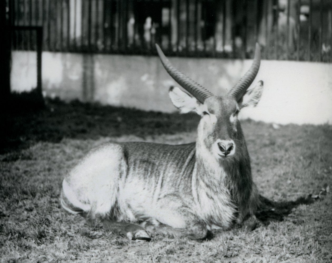 Ein männlicher Wasserbock, der im Gras in seinem Gehege im Londoner Zoo 1928 liegt von Frederick William Bond