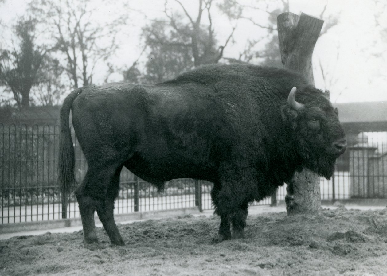 Ein männlicher Europäischer Bison steht auf dem Gras in seinem Gehege. Londoner Zoo, Oktober 1927. Die gefährdeten Europäischen Bisons sind auch als Wisent oder Europäischer Waldbison bekannt. von Frederick William Bond