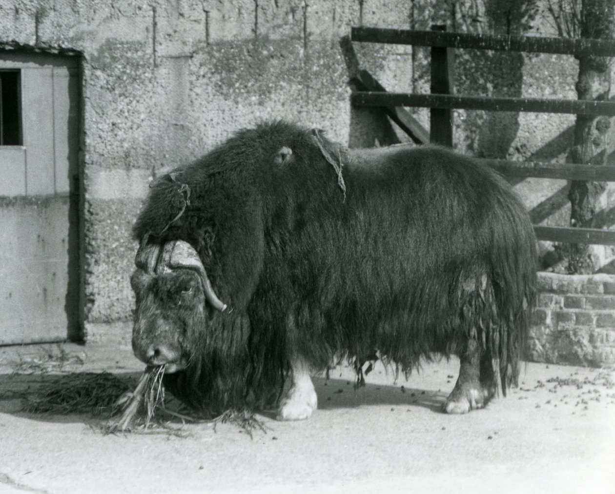 Ein ausgewachsener Moschusochse, auch Moschus-Ochse und Moschus-Ochse geschrieben, steht und frisst in seinem Gehege im Londoner Zoo im Jahr 1931 (s/w Foto) von Frederick William Bond