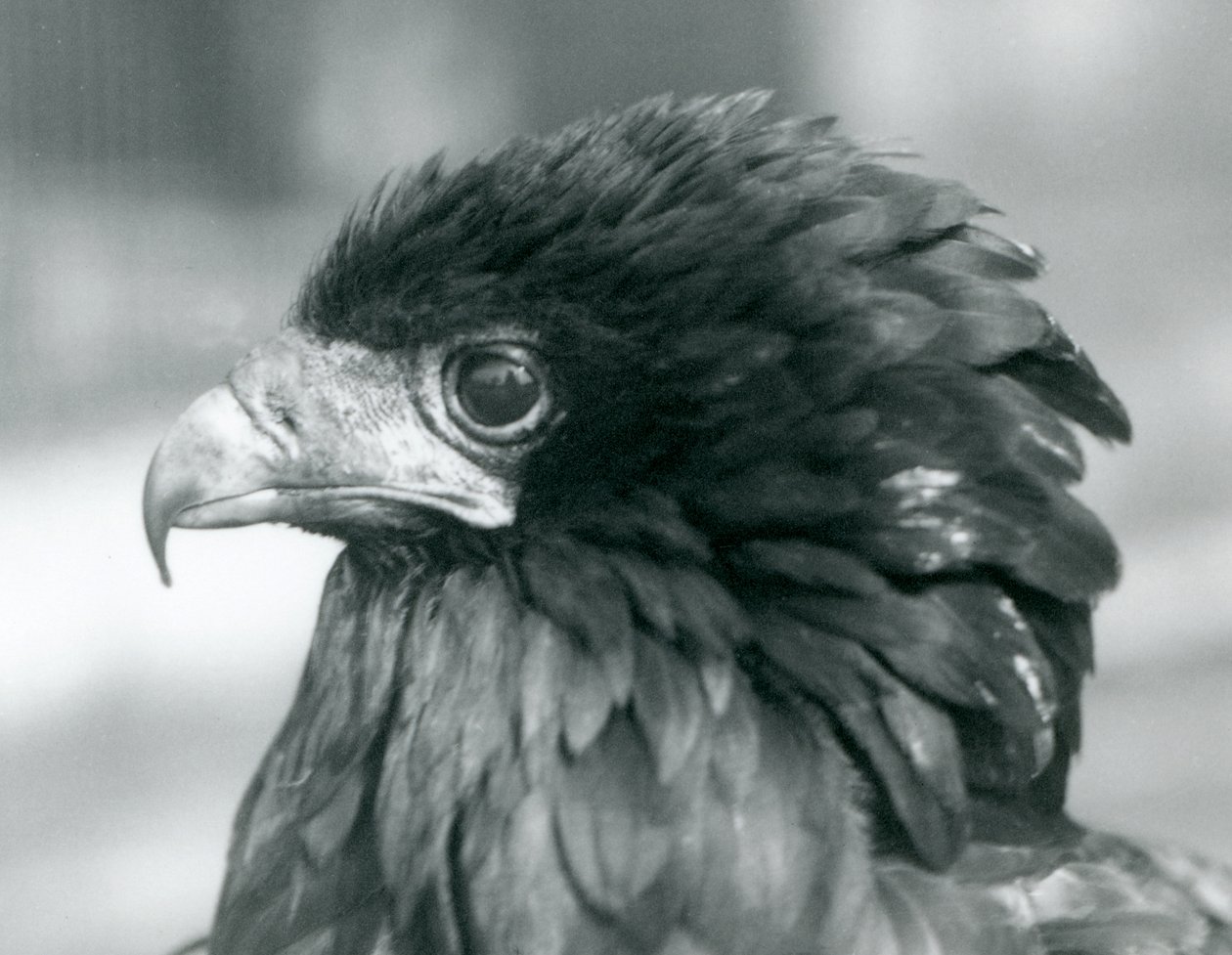 Ein fast bedrohter Gaukleradler im Londoner Zoo, 1927 von Frederick William Bond