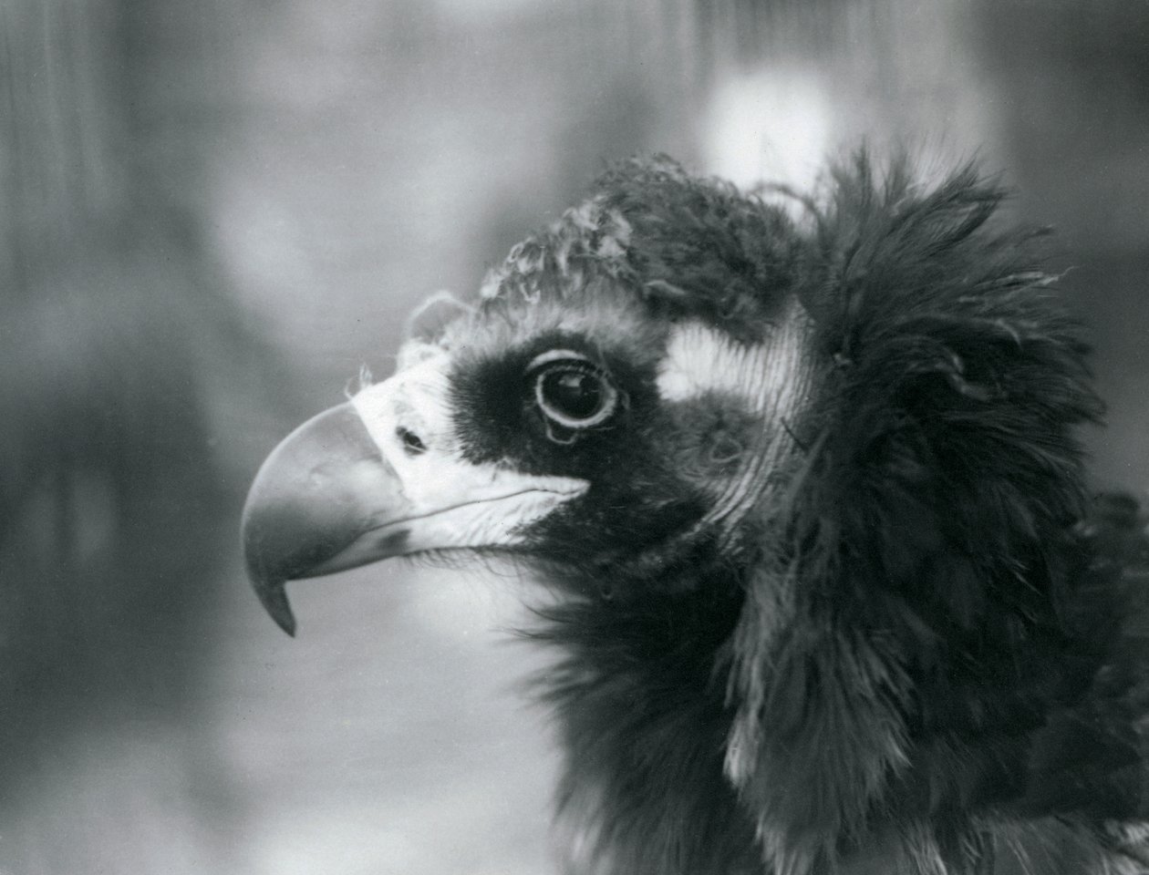 Ein fast bedrohter Eurasischer Mönchsgeier im Londoner Zoo, 1927 von Frederick William Bond