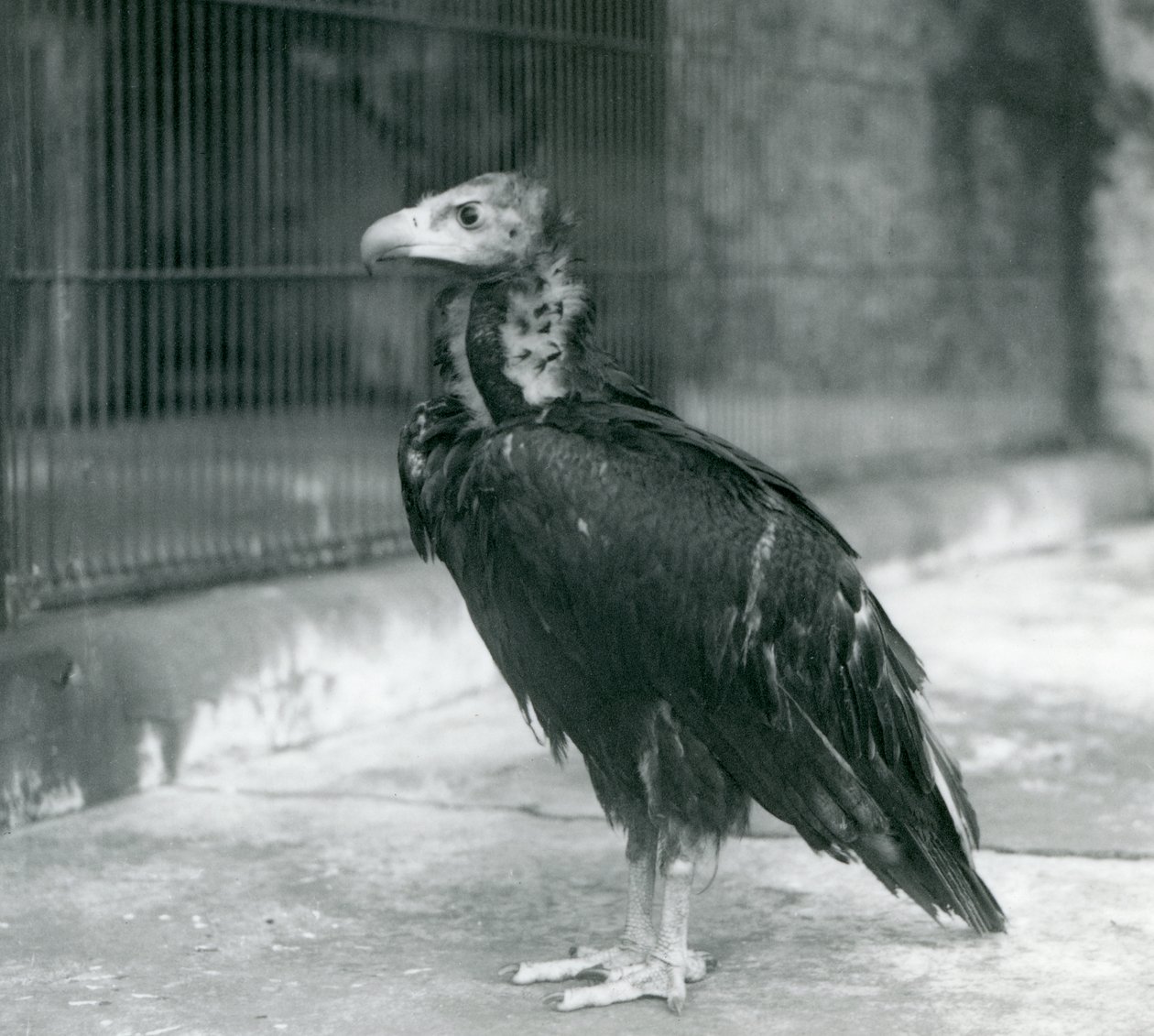 Ein fast bedrohter Eurasischer Mönchsgeier im Londoner Zoo, 1927 von Frederick William Bond