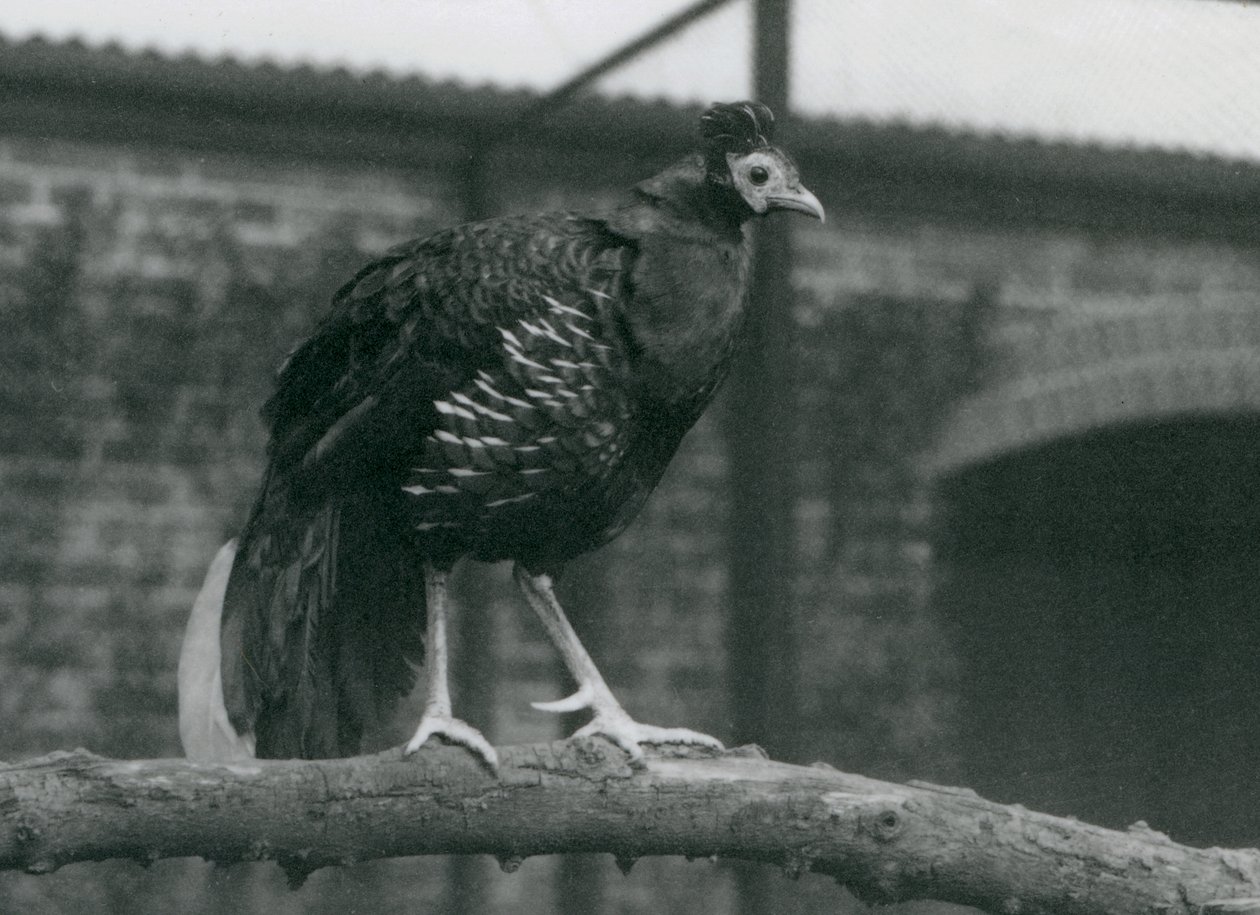 Ein fast bedrohter Viellots Feuerback im Londoner Zoo, 1927 von Frederick William Bond