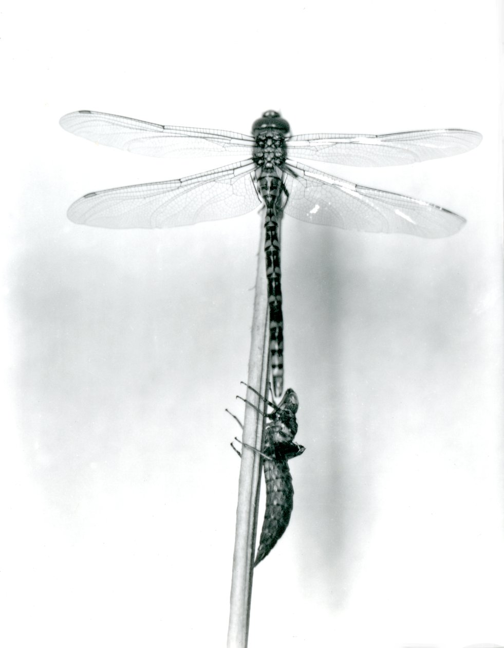 Eine neu geschlüpfte Goldringlibelle trocknet ihre Flügel, während sie auf einem Schilfrohr über ihrer leeren Larvenhülle ruht, London Zoo, 1925 von Frederick William Bond