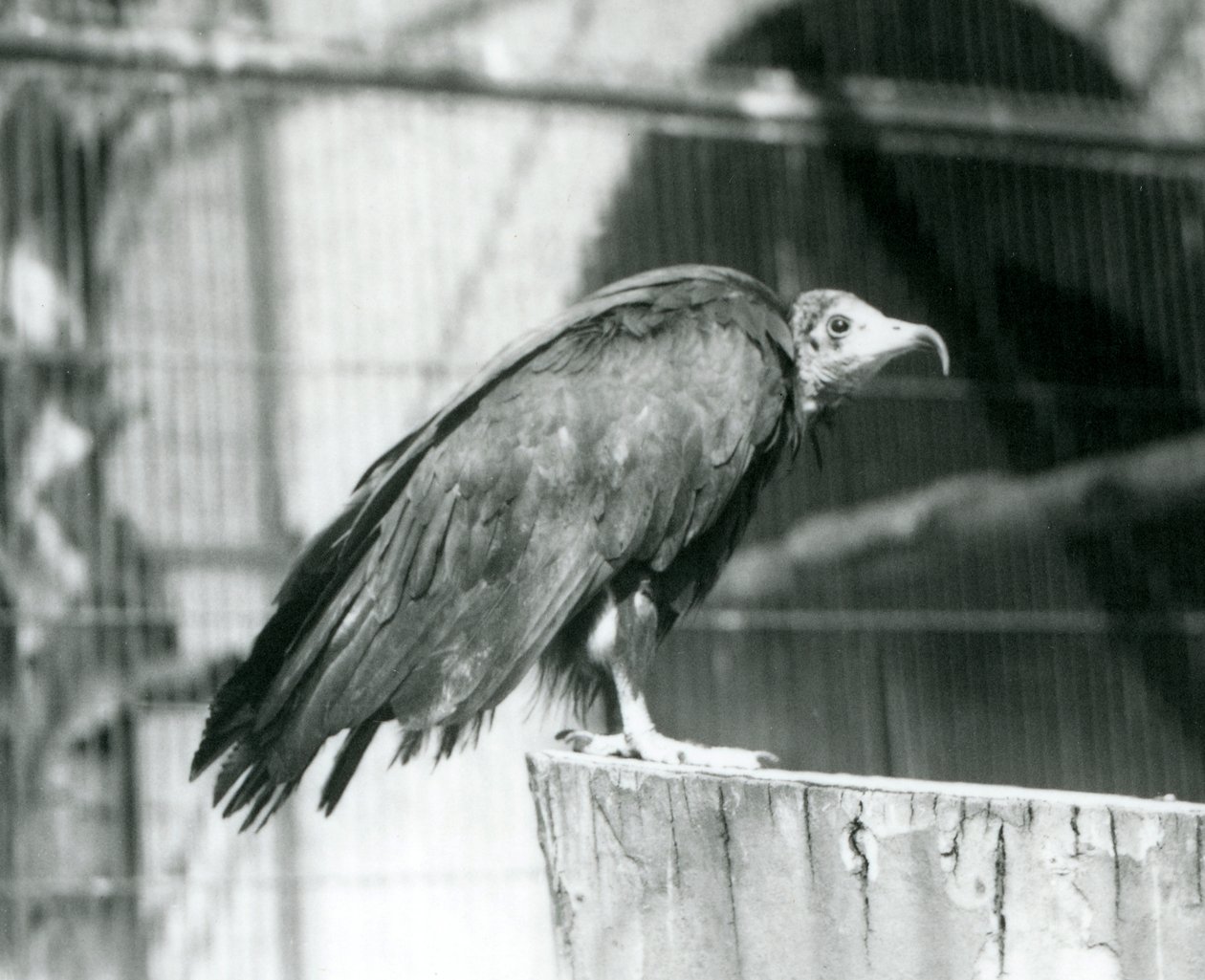 Ein heute kritisch gefährdeter Kapgeier auf einem Baumstamm, Londoner Zoo, September 1925 von Frederick William Bond