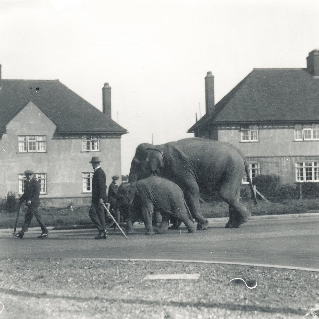 Ein Paar indische Elefanten, die von Tilbury nach ZSL Whipsnade gehen von Frederick William Bond