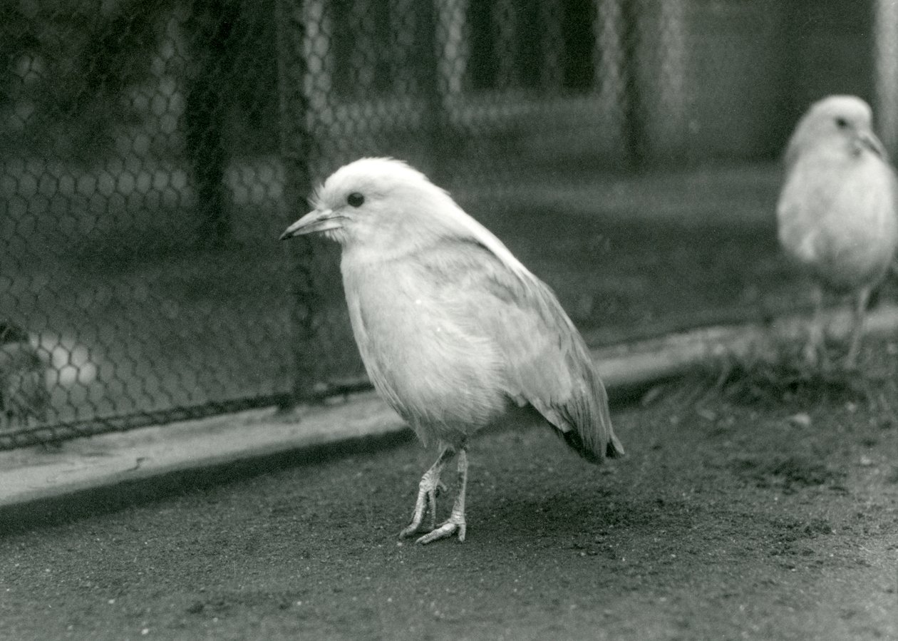 Ein Paar Kagus, oder Cagous, steht auf dem Boden ihres Geheges im Londoner Zoo, 1927 von Frederick William Bond