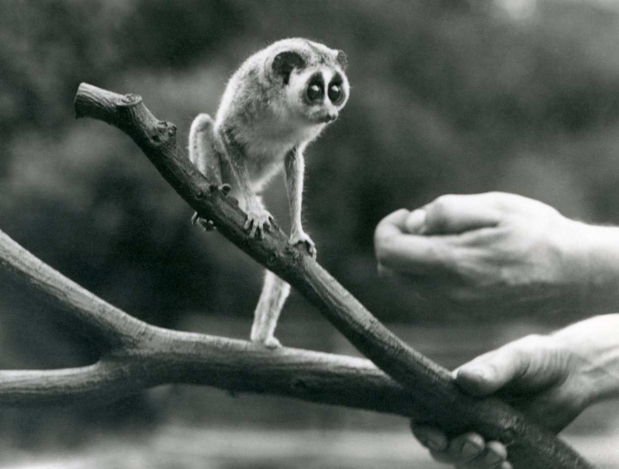 Ein Schlanklori auf einem Ast, gehalten von einem Pfleger, Londoner Zoo, August 1926 von Frederick William Bond